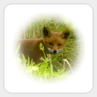 Red fox cub Sticker